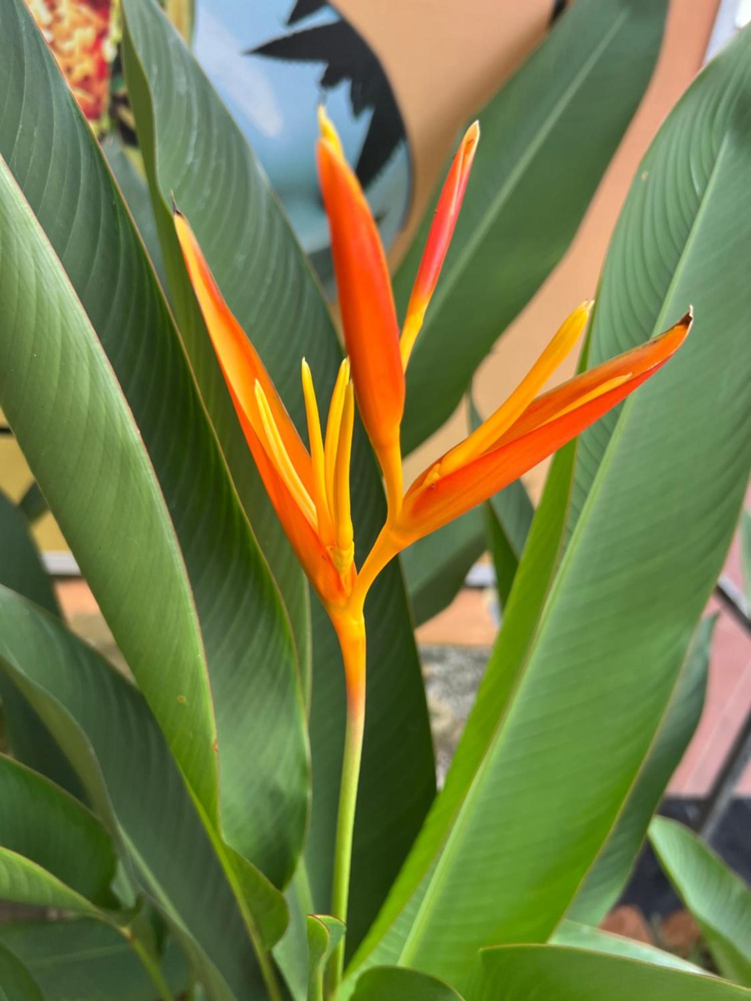 Tropical Garden Phu Quoc Apartment Exterior photo